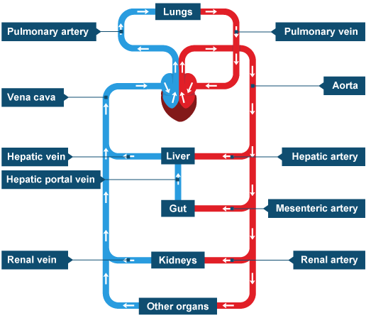 Section 5- Blood and Organs | Mind Map