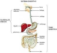 sistema digestivo: conducto alimentario | Mind Map