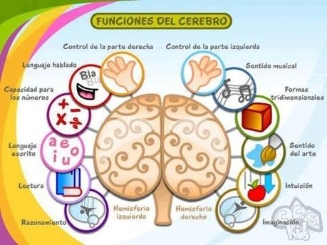 CEREBRO Y APRENDIZAJE | Mind Map