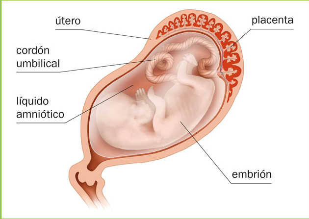 El Embarazo Y El Parto Mind Map 4177