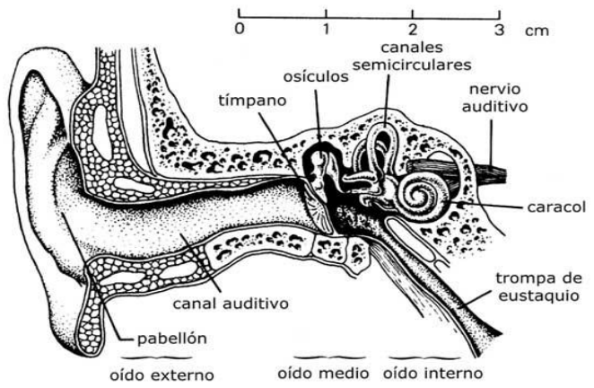 PERCEPCION SISTEMA AUDITIVO | Mind Map