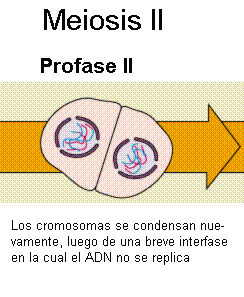 MEIOSIS | Mind Map