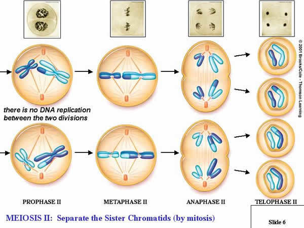 MEIOSIS | Mind Map