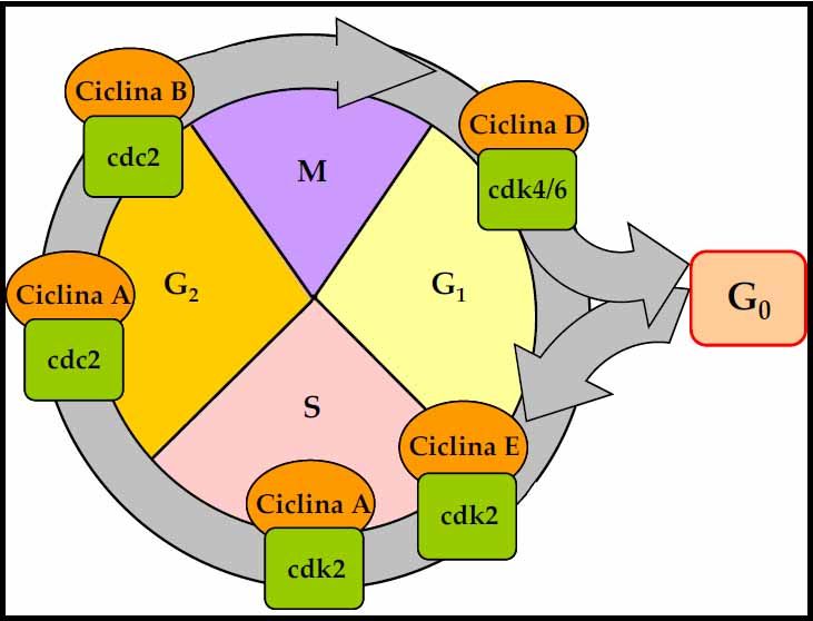 Ciclo Celular | Mind Map