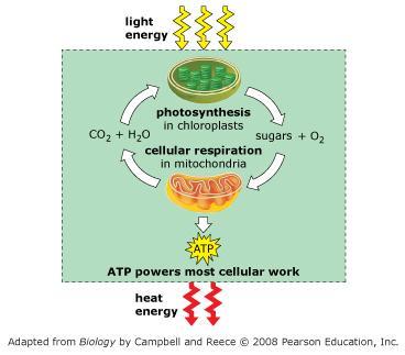 Cellular Respiration | Mind Map