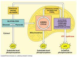 Cellular Respiration | Mind Map