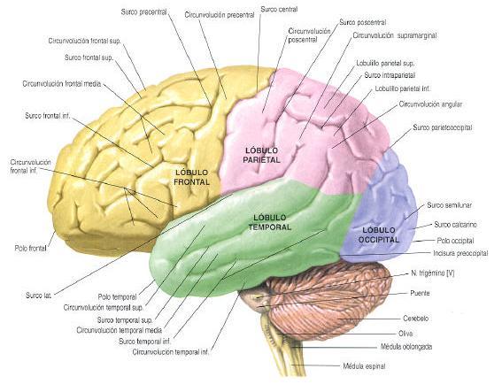 SISTEMA NERVIOSO | Mind Map