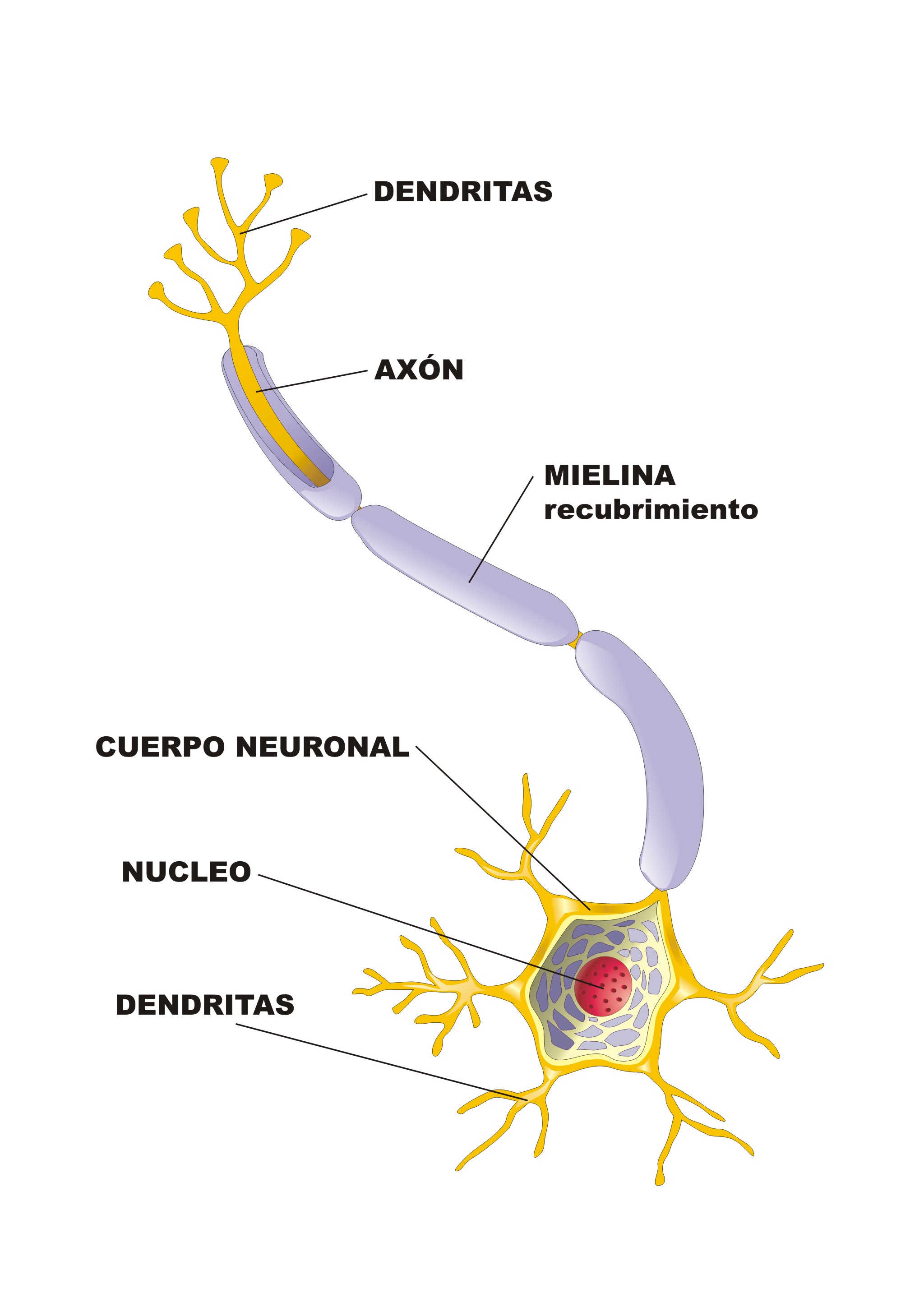 El sistema nervioso | Mind Map