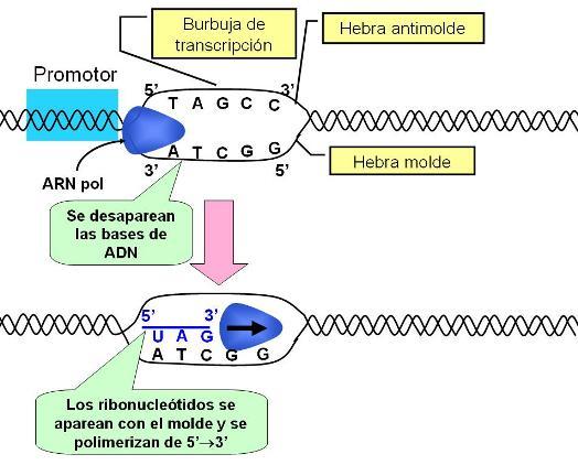 TRANSCRIPCIÓN | Mind Map