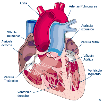 Valvulopatia 01 | Mind Map