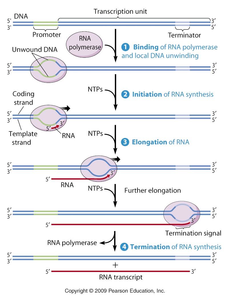 TRANSCRIPCIÓN | Mind Map