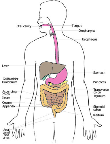 Digestion and Absorption | Mind Map