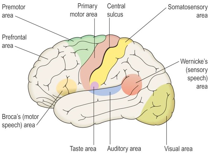 Nervous System | Mind Map