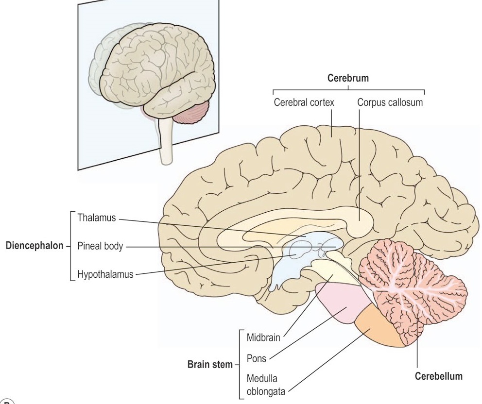 Nervous System | Mind Map