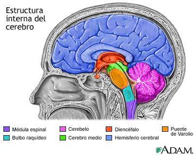 Mielencefalo | Mind Map