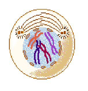 Mitosis Mind Map