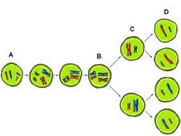 Meiosis 