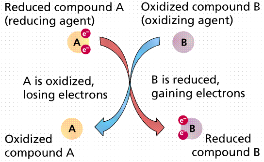 oxidorreductasas | Mind Map