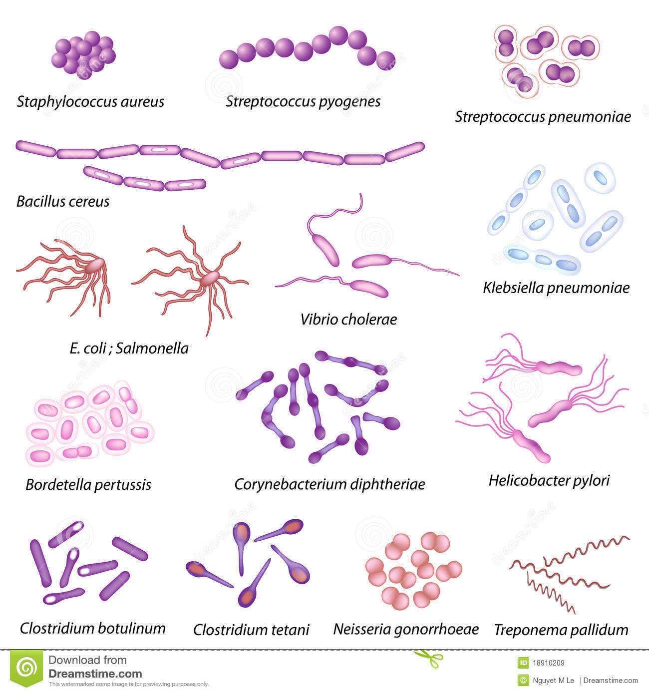 Taxónomia Y Nomenclatura Bacteriana | Mind Map