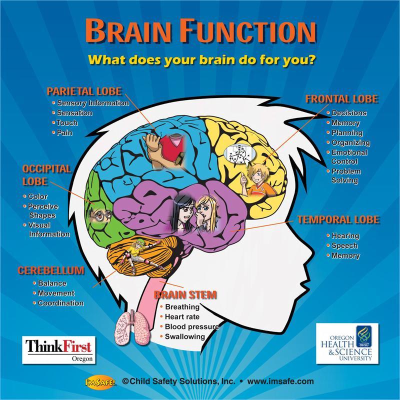 How The Brain Functions In Learning Mind Map