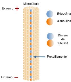 que son los microtúbulos