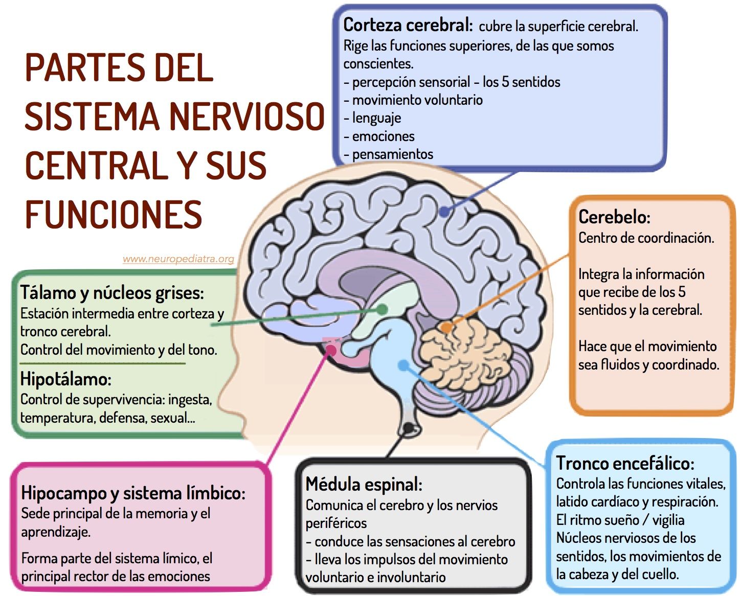 funciones del mapa cerebral