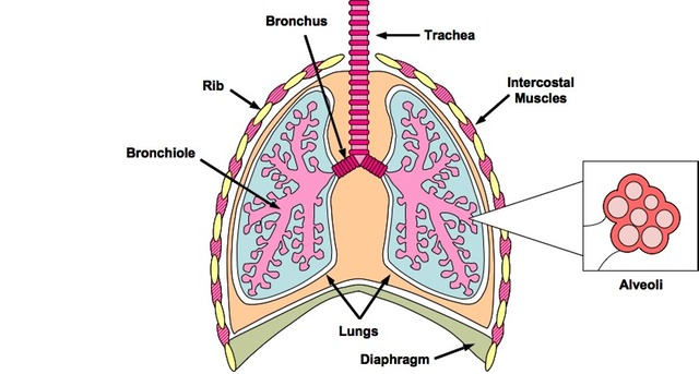 Structure Of The Human Gas-exchange System | Mind Map