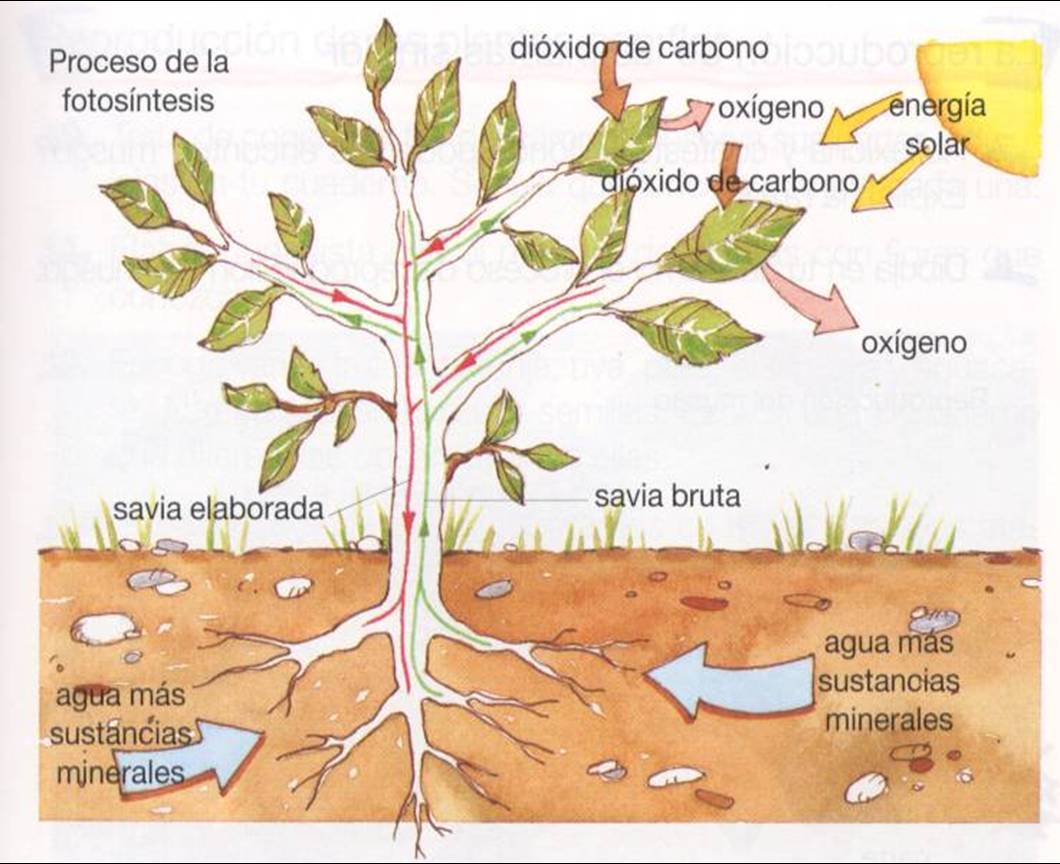 evolucion | Mind Map