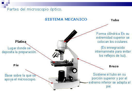 MICROSCOPIO PARTES MECANICAS Y OPTICAS | Mind