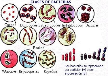 BACTERIAS | Mind Map