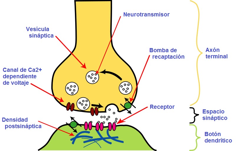 Sinapsis Neurotrasmisi N Y Neurotransmisores Mind Map