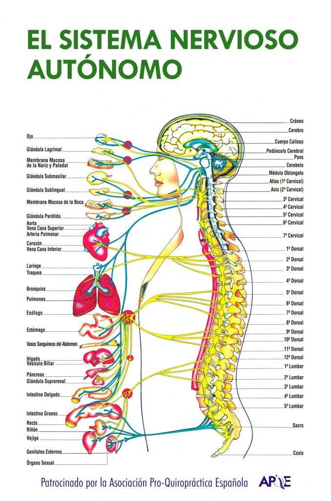 Sistema Nervioso Autónomo | Mind Map