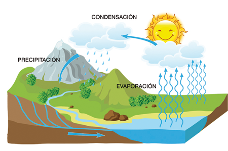 el agua en los alimentos | Mind Map