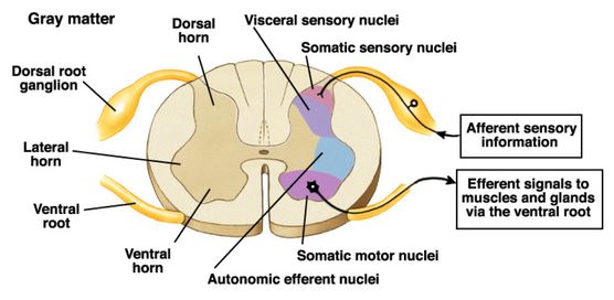 S01 - Topography of the Major Features of the Brain and Spinal Cord ...