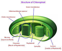 Cell Structure | Mind Map