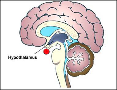 Hipotálamo, hipófisis y hormonas | Mind Map