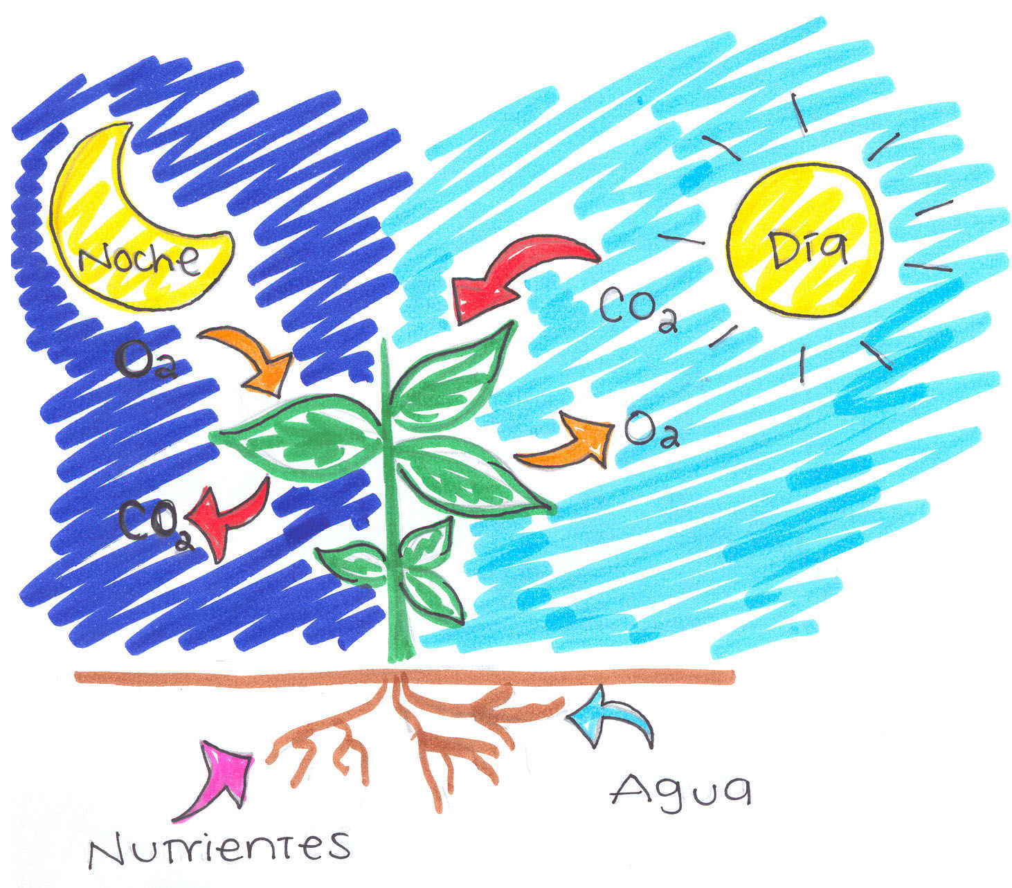 Fotosíntesis | Mind Map