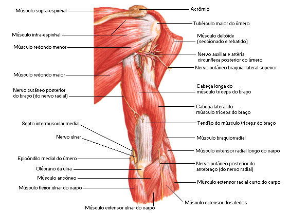 Cintura Escapular - Anatomia I