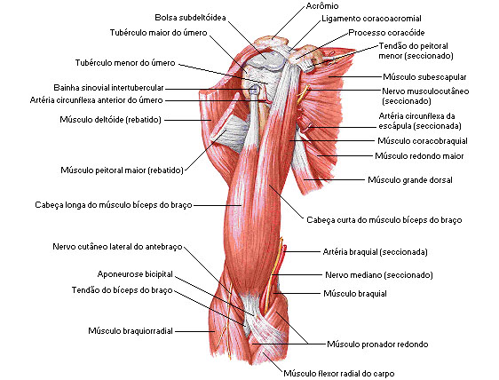 Ação Muscular da cintura escapular e braço