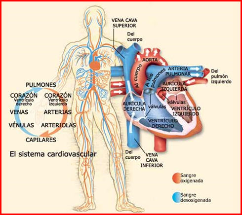 1. Sistema Cardio-respiratorio 