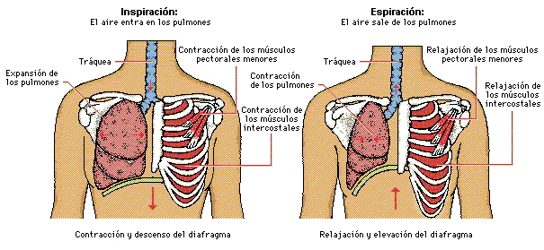 1. Sistema cardio-respiratorio | Mind Map