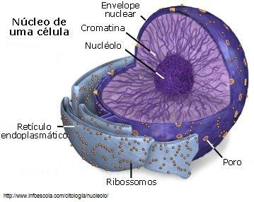 El núcleo celular | Mind Map