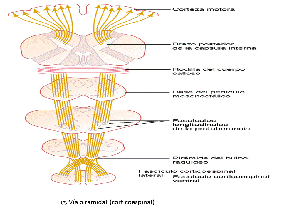 Control De La Función Motora Por La Corteza Y El Tronco Del Encéfalo Mind Map