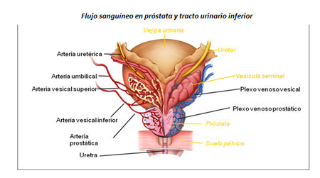 drenaje venoso de la próstata