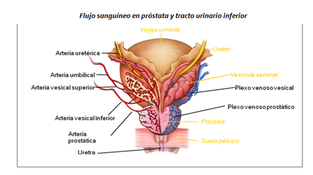irrigacion e inervacion de la prostata