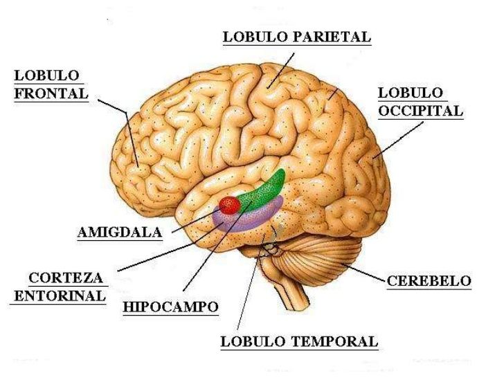 función tónica | Mind Map