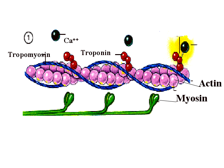 Muscles | Mapa Mental