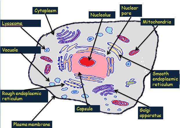 Cells 