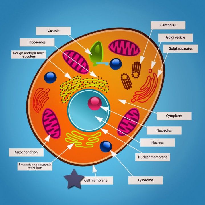 CELLS | Mind Map