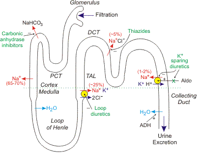 Glomerular filtration, tubularReabsorption and tubular Secretion | Mind Map